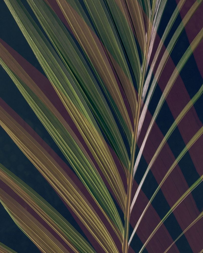 Dark Tropics II