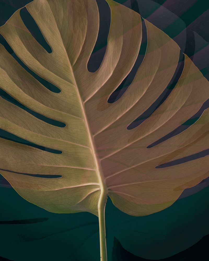 Dark Tropics III