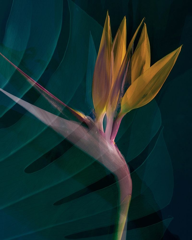 Dark Tropics IV