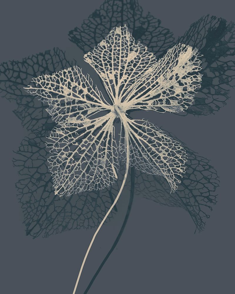 Stem Silhouette IV