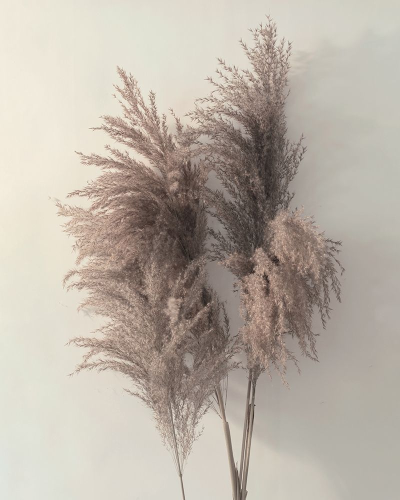 Pampus Grass I