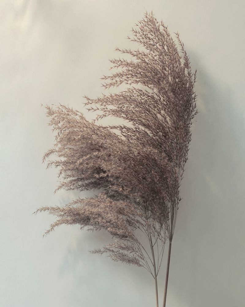 Pampus Grass II