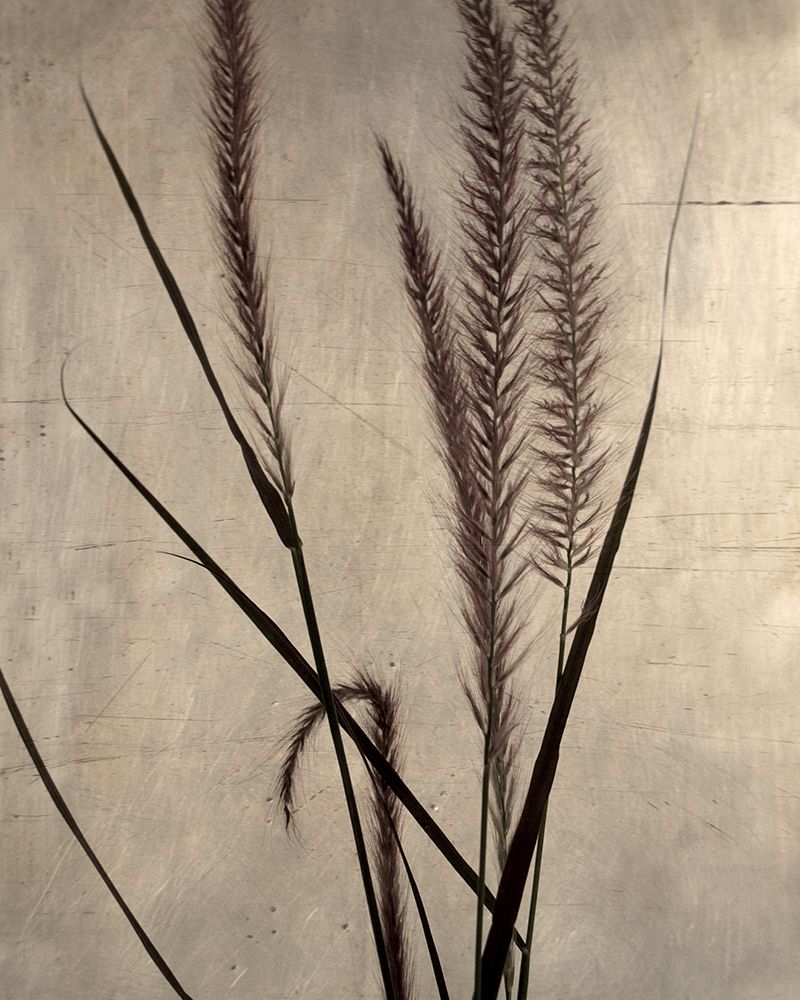 Dried Grasses I