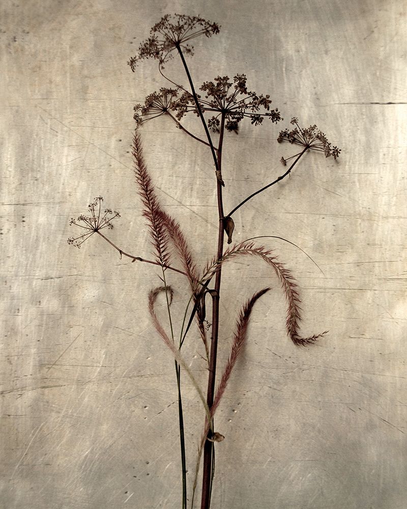 Dried Grasses II