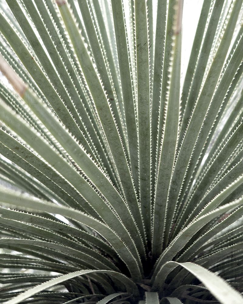 Agave