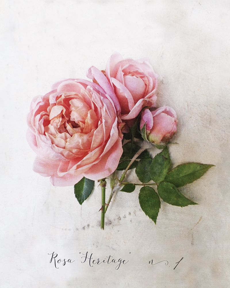 Rosa
