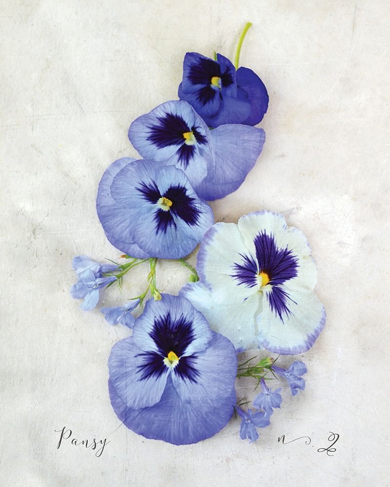 Pansy