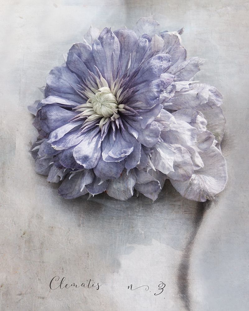 Clematis