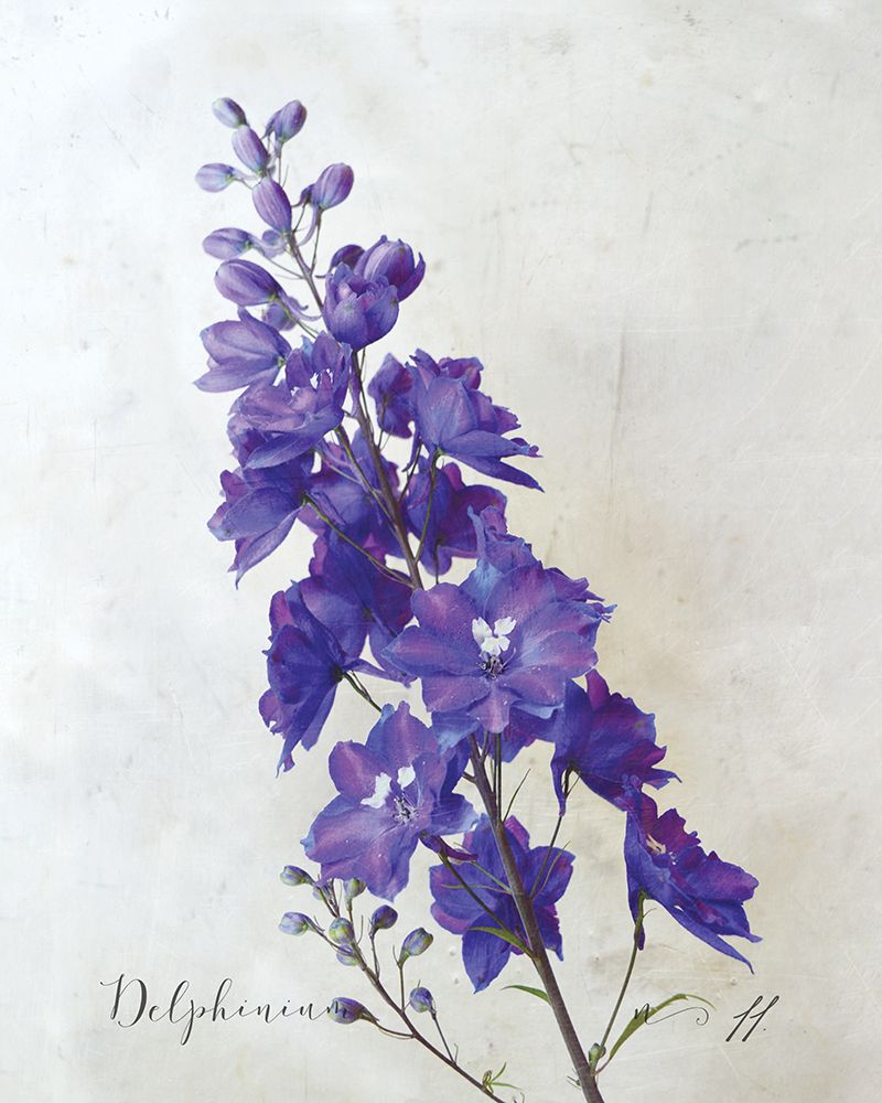 Delphinium
