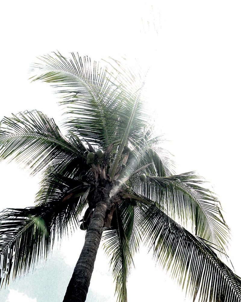 Panama Palms
