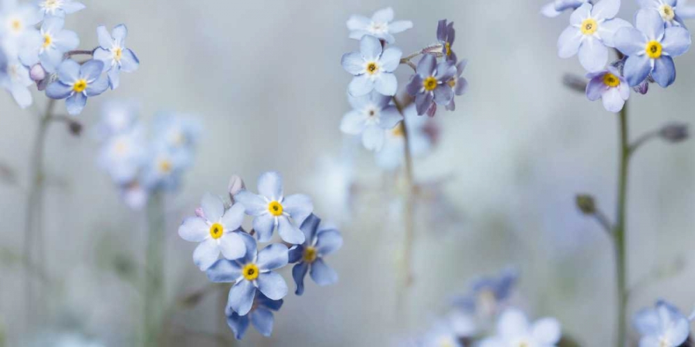 Forget-Me-Nots