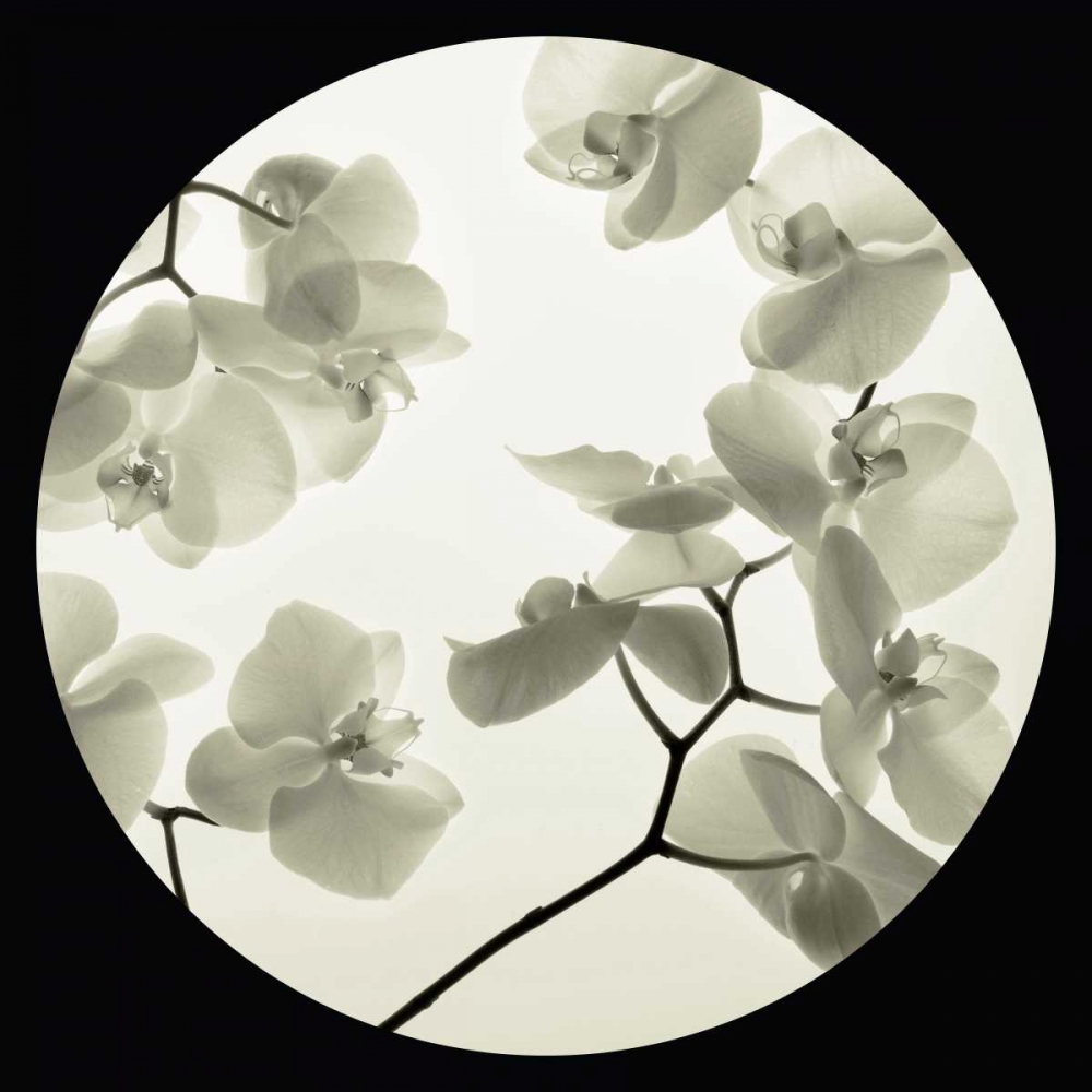Orchid I