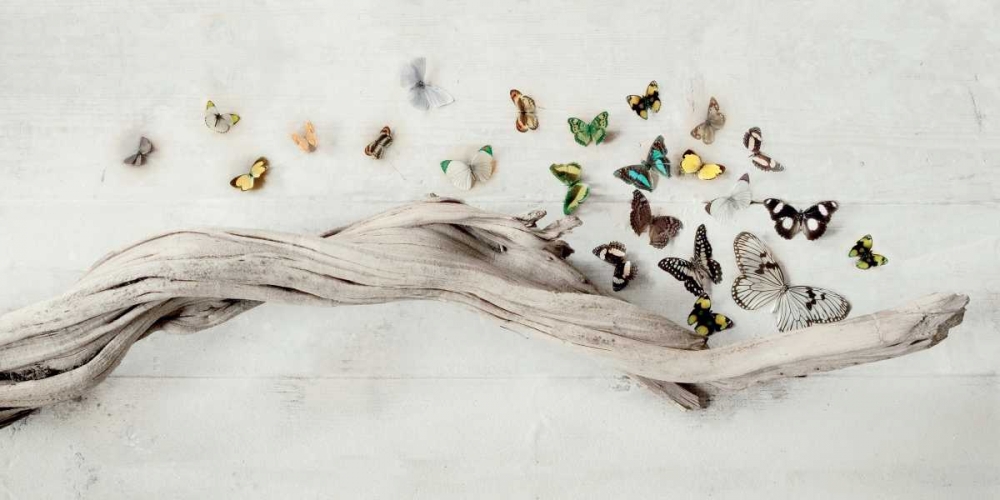 Drift of Butterflies