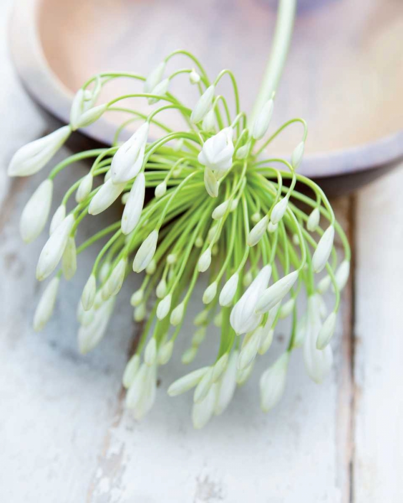 White Still Life I