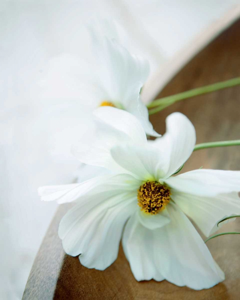 White Still Life II