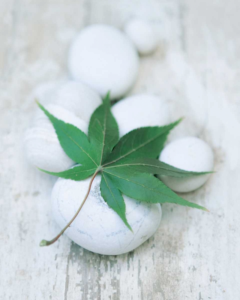 White Still Life III
