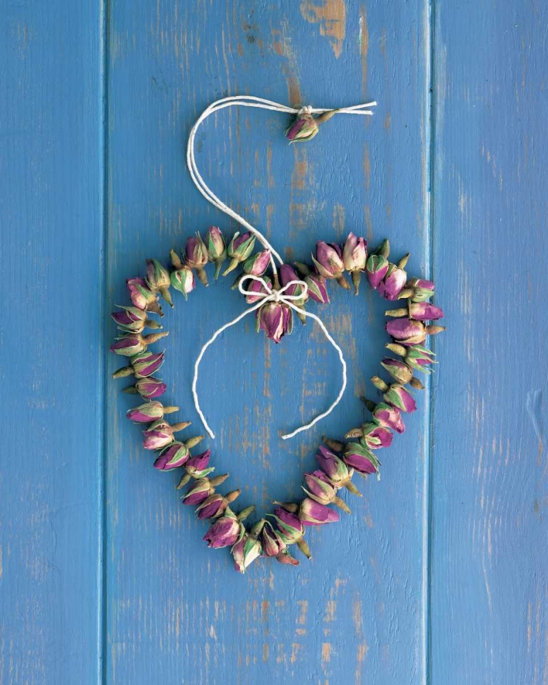 Boutons De Roses
