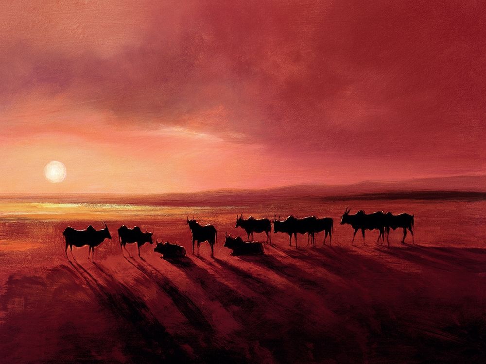Zebu At Dusk