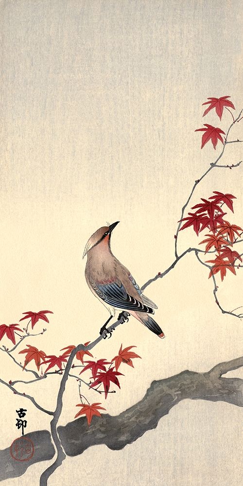 Japanese Waxwing on Maple