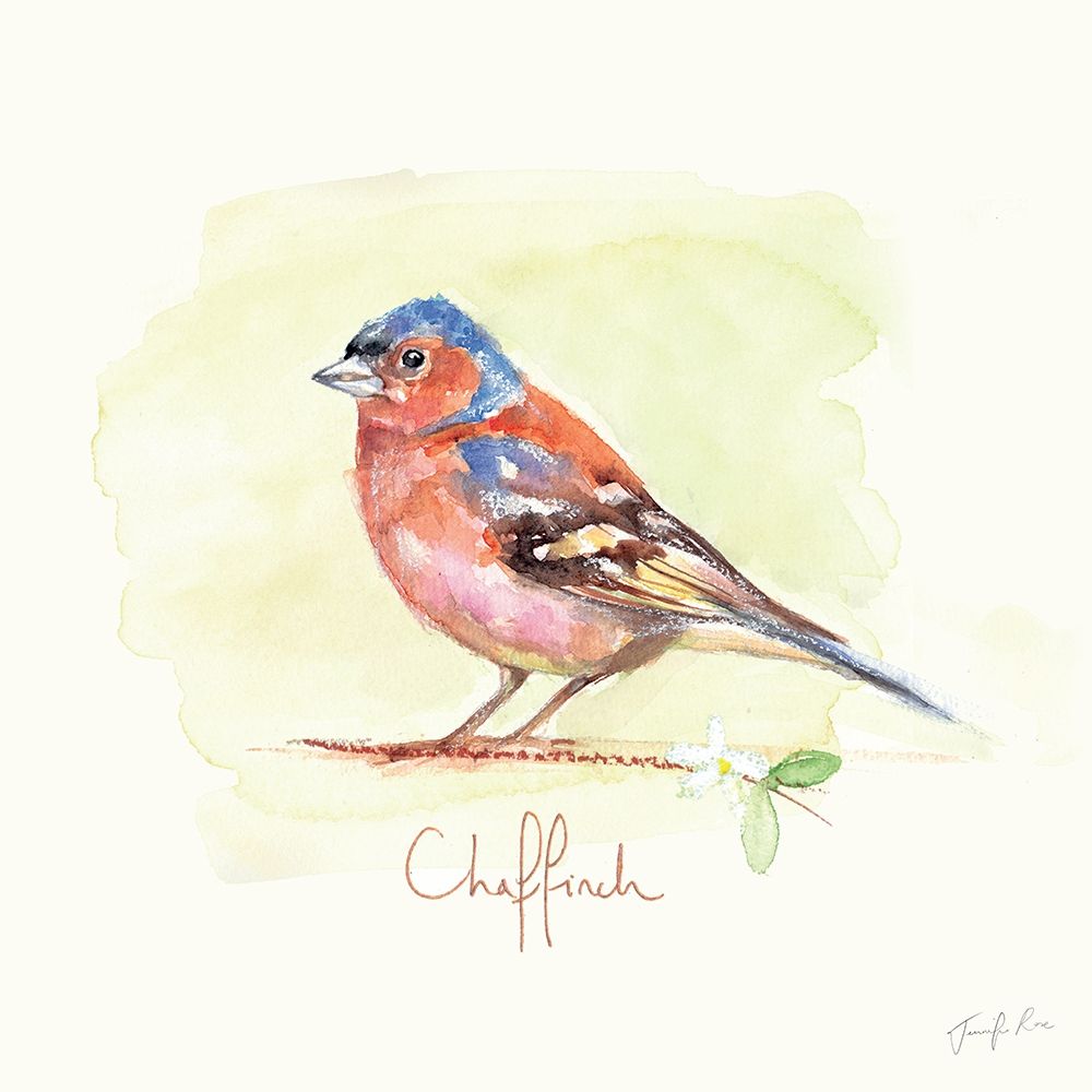 Chaffinch