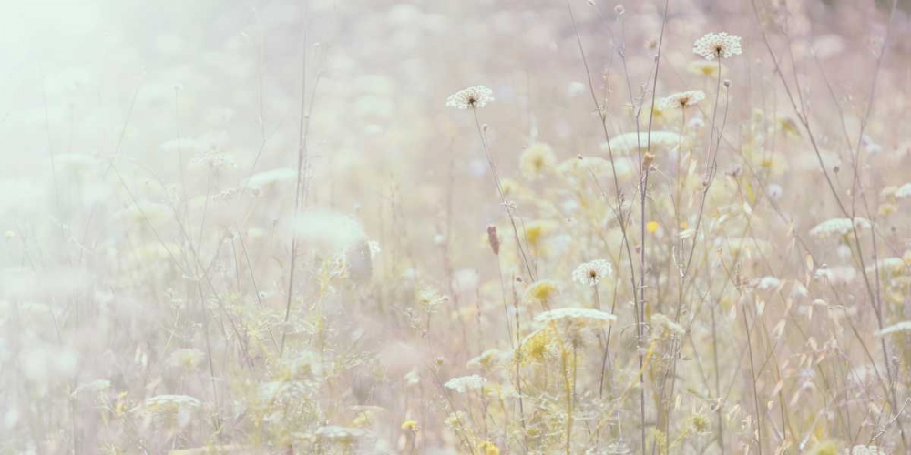 Summer Meadow