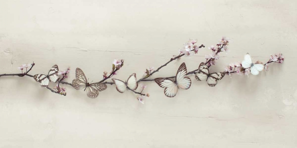 Butterflies on Blossom