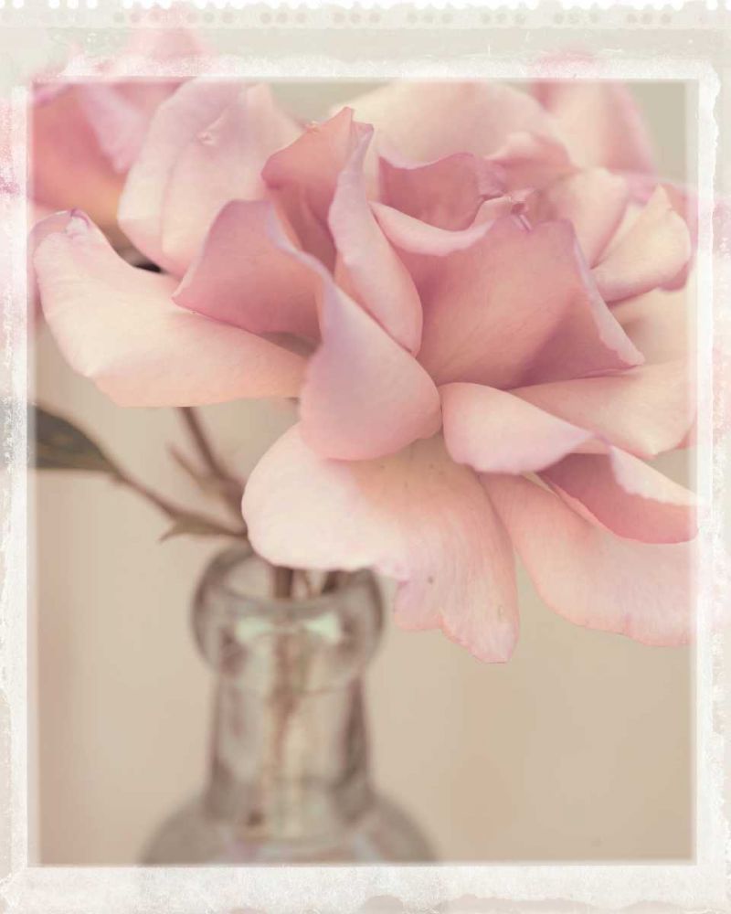 Vintage Rose