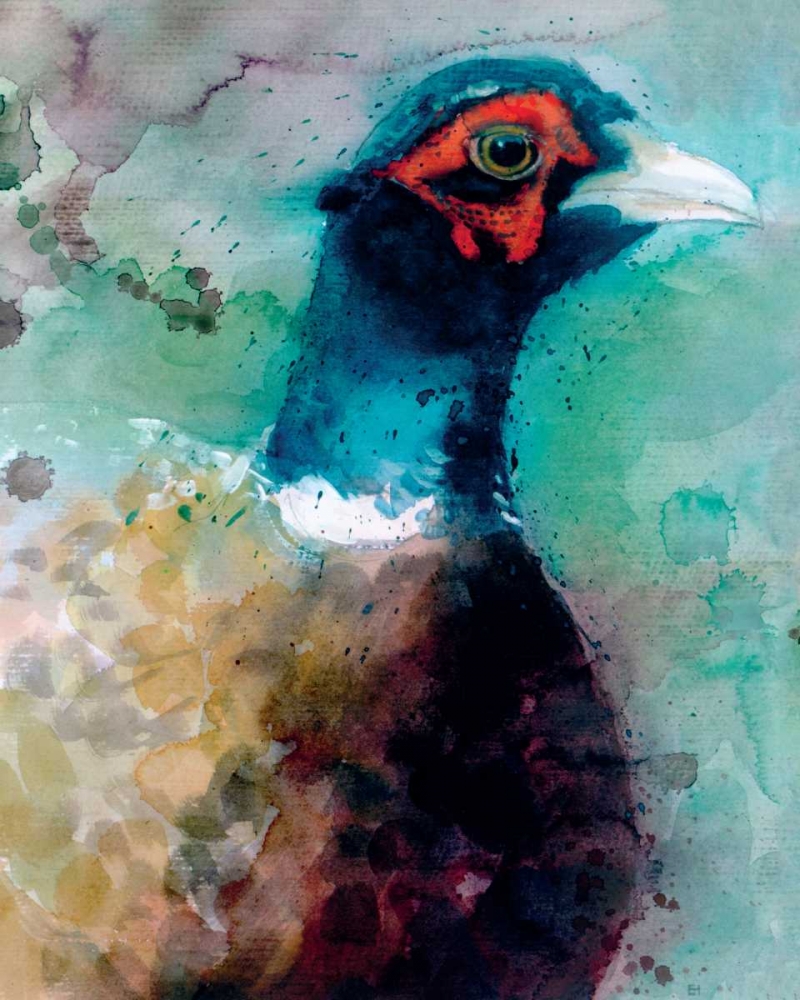 Male Pheasant