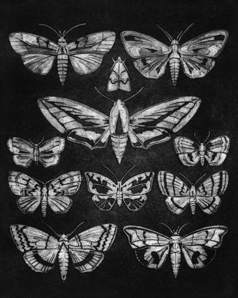 Eleven Moths