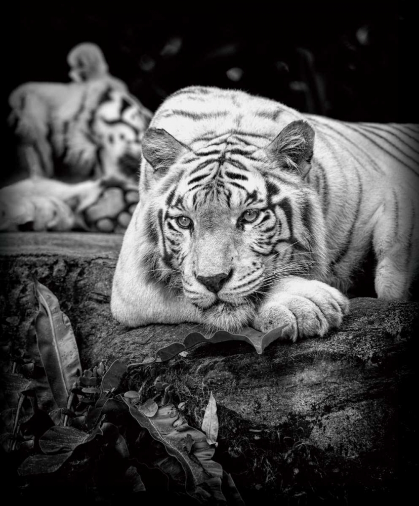 Tiger Stare