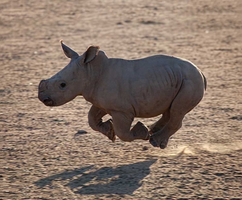 Rhino Run