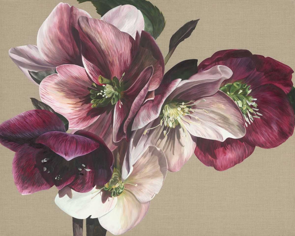 Hellebore IV
