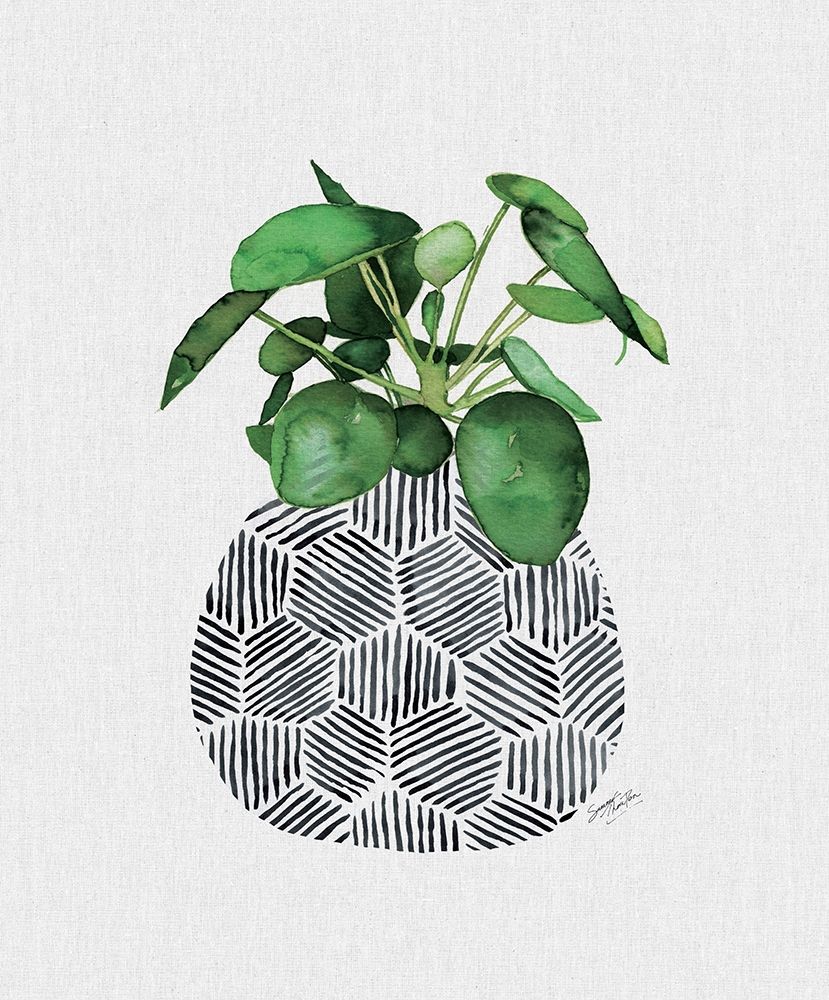 Chinese Money Plant
