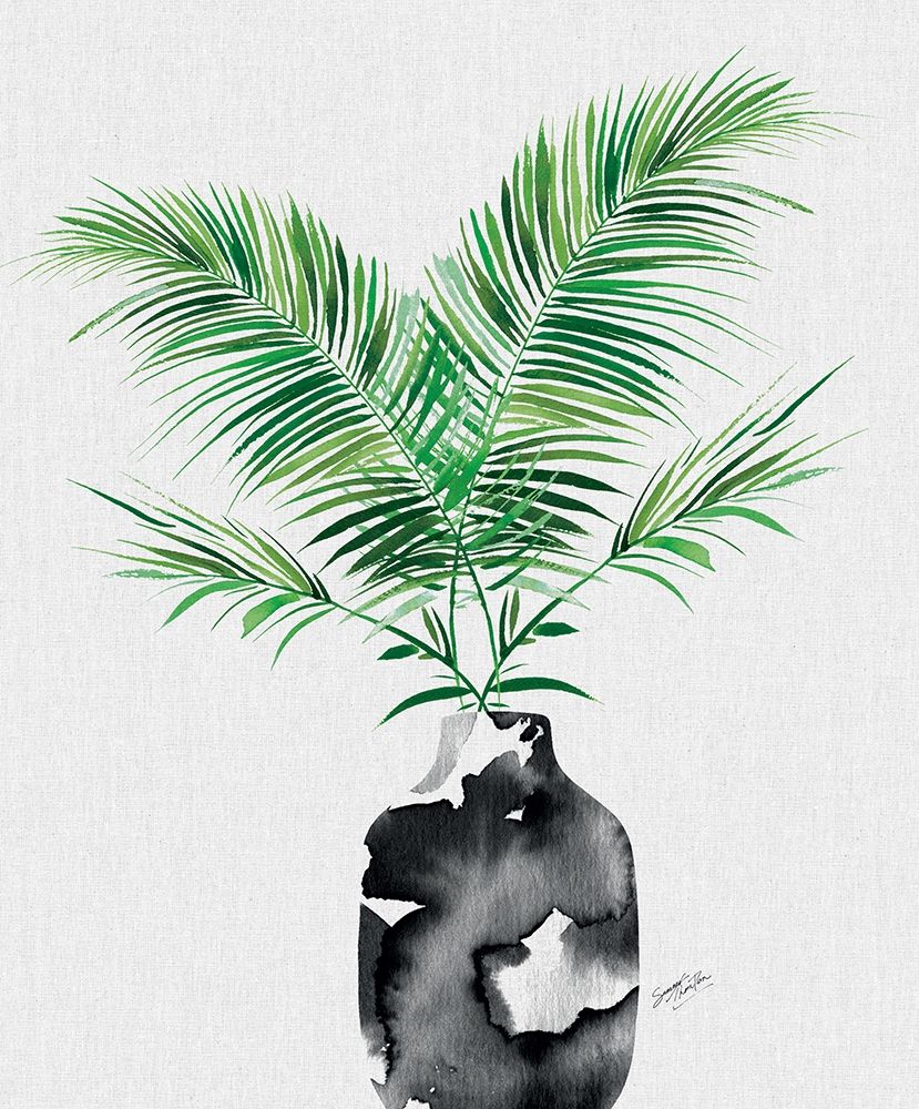 Majesty Palm Plant