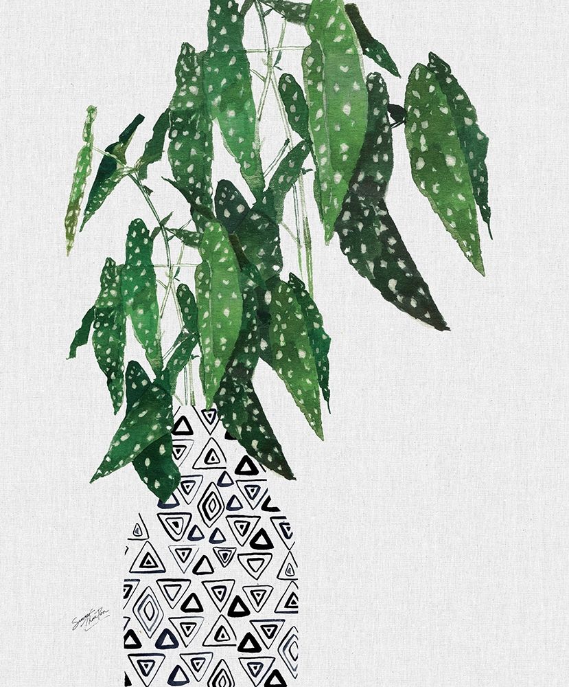 Polka Dot Begonia Plant