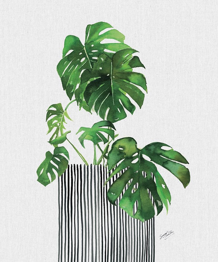 Swiss Cheese Plant