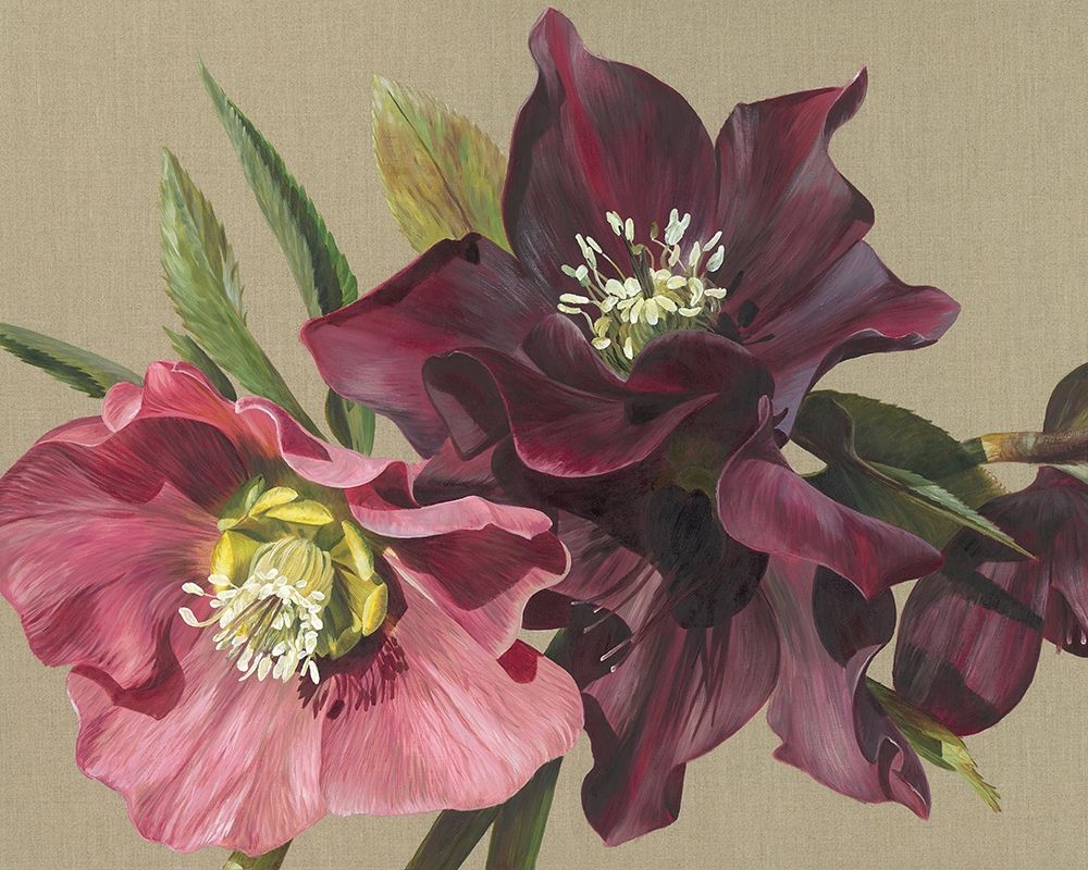 Nightshade Hellebore