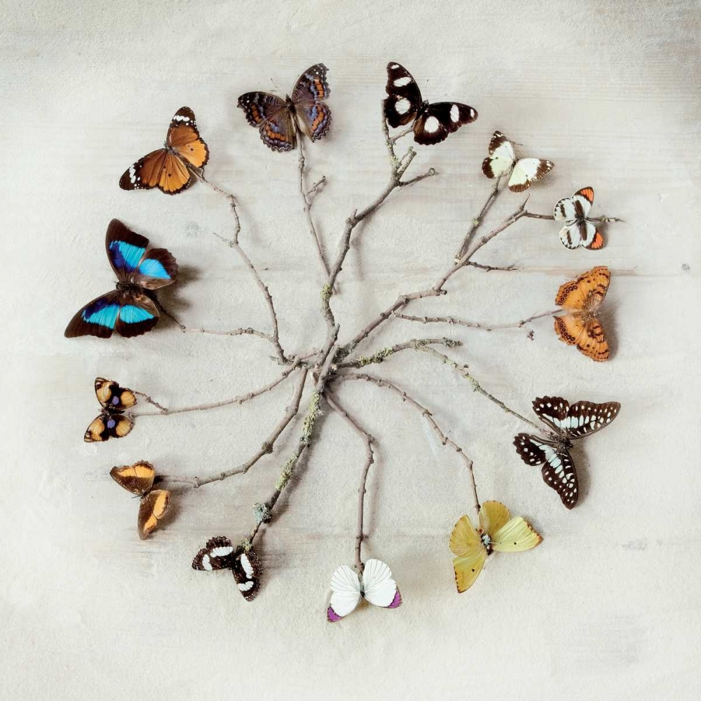 Butterfly Harmony