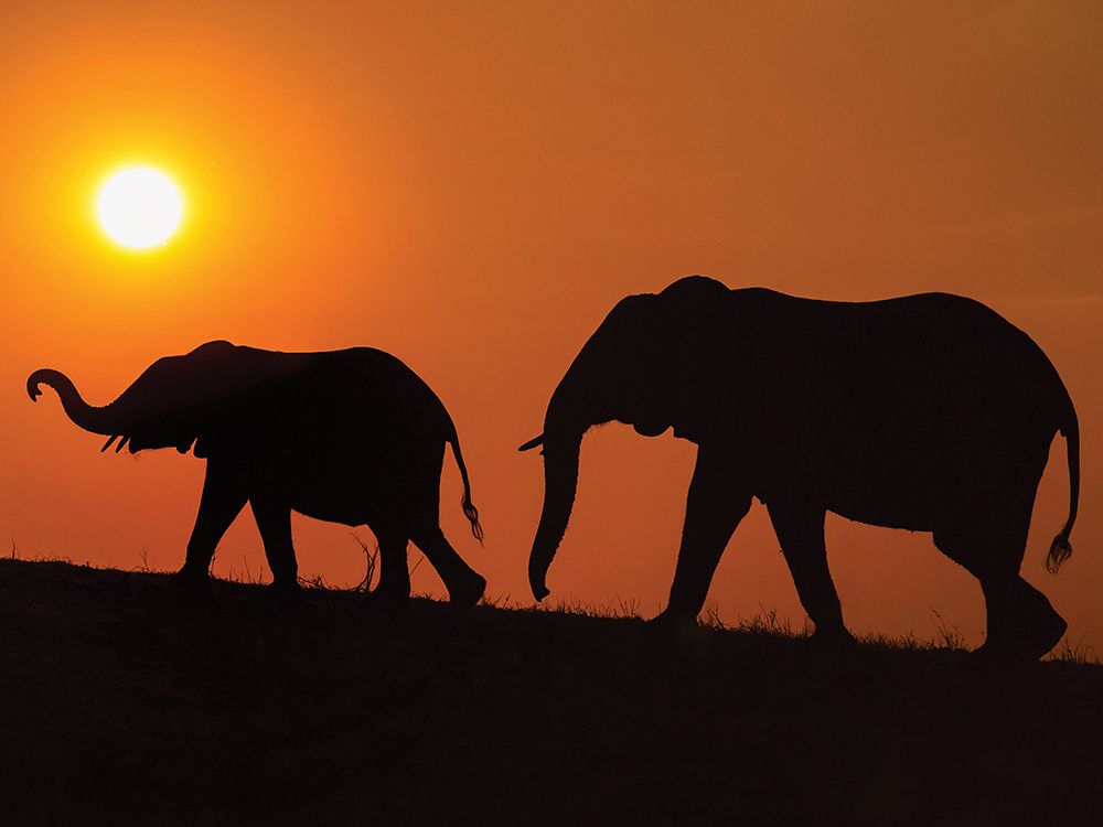Chobe Silhouettes