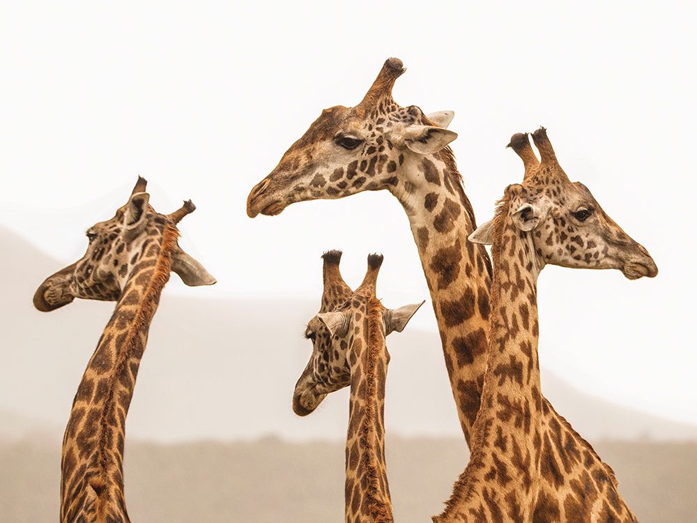 Long Necks