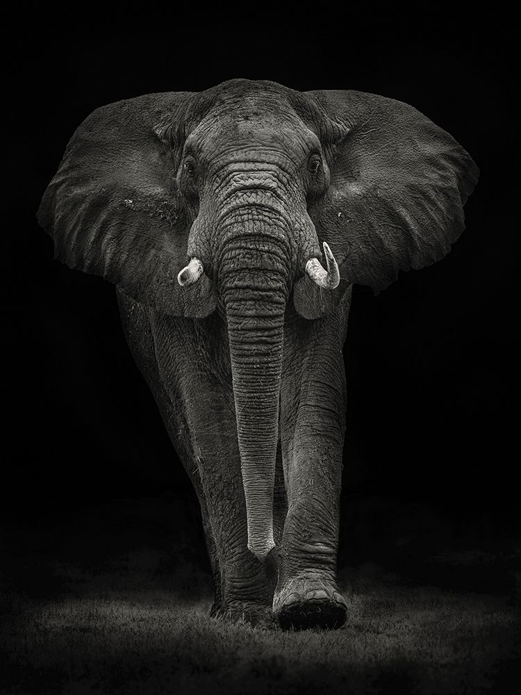 Ngorongoro Bull