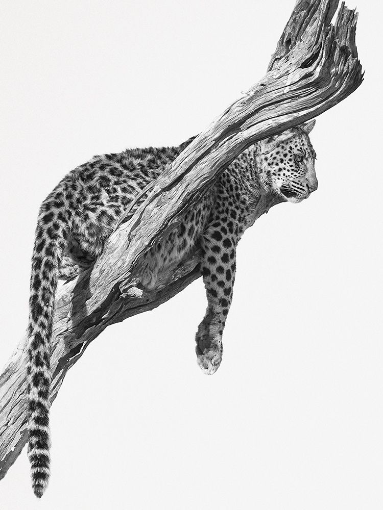 Okavango Art