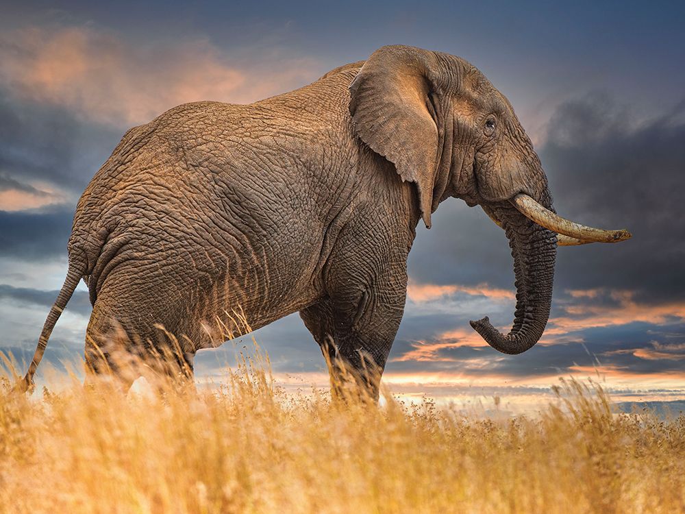 The Elephant