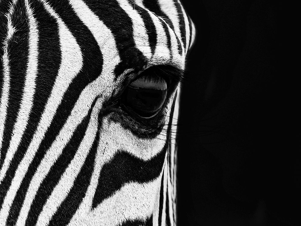 Zebra Eye