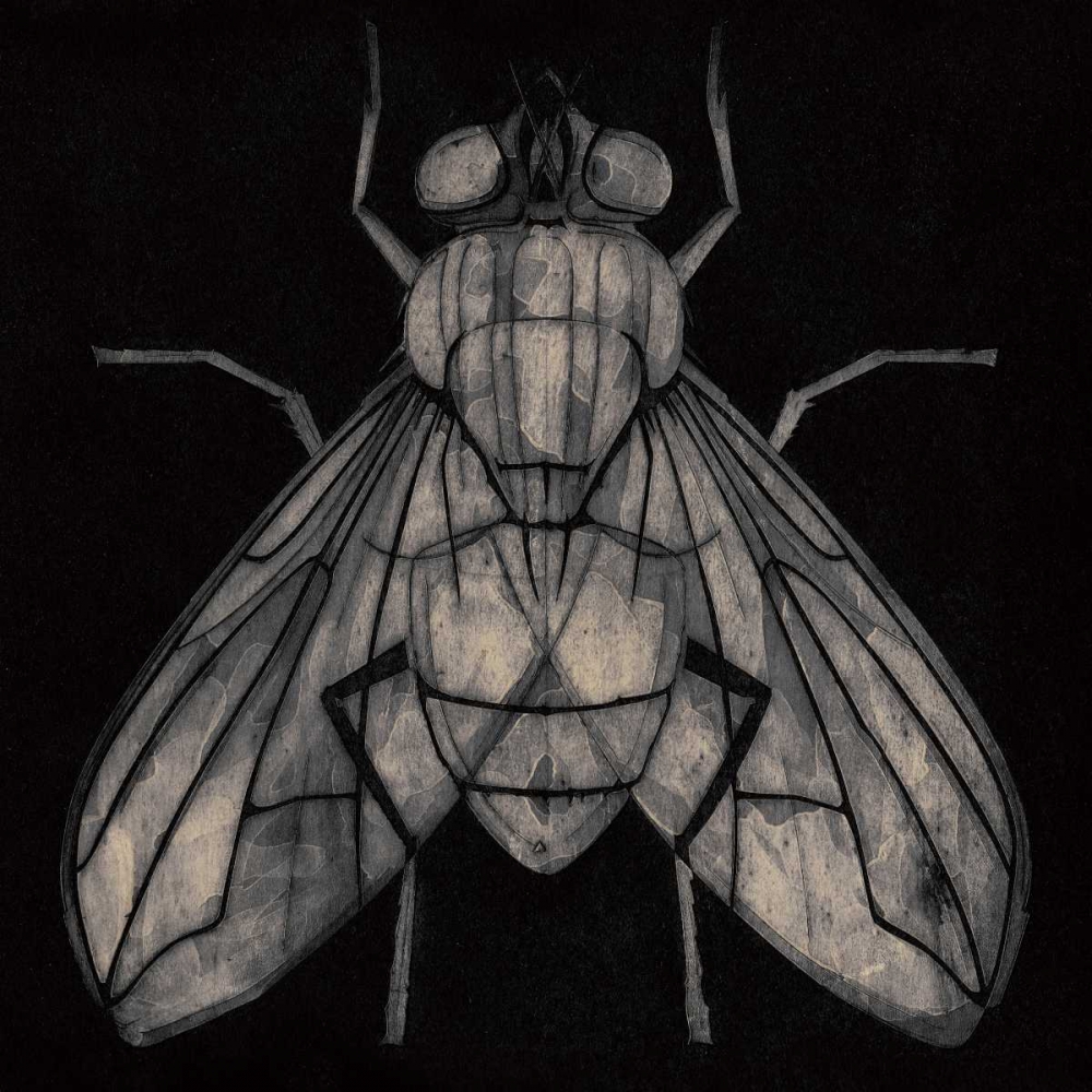 Fly
