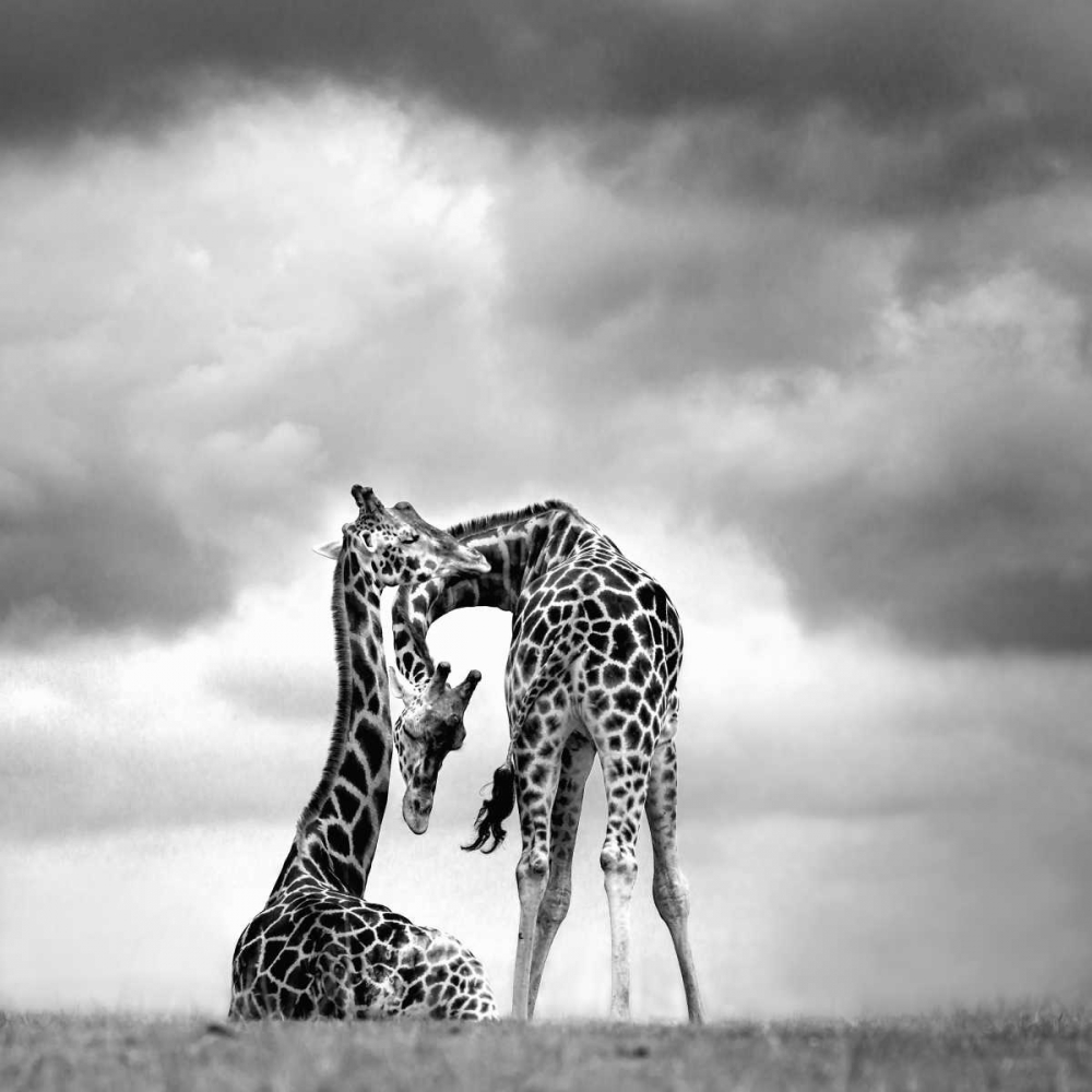 Tenderness