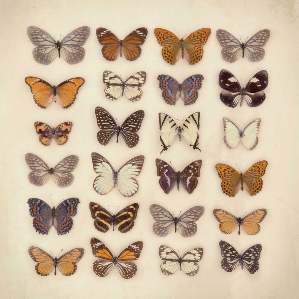 Butterfly Collection