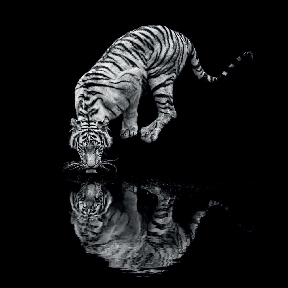 Into the Dark I