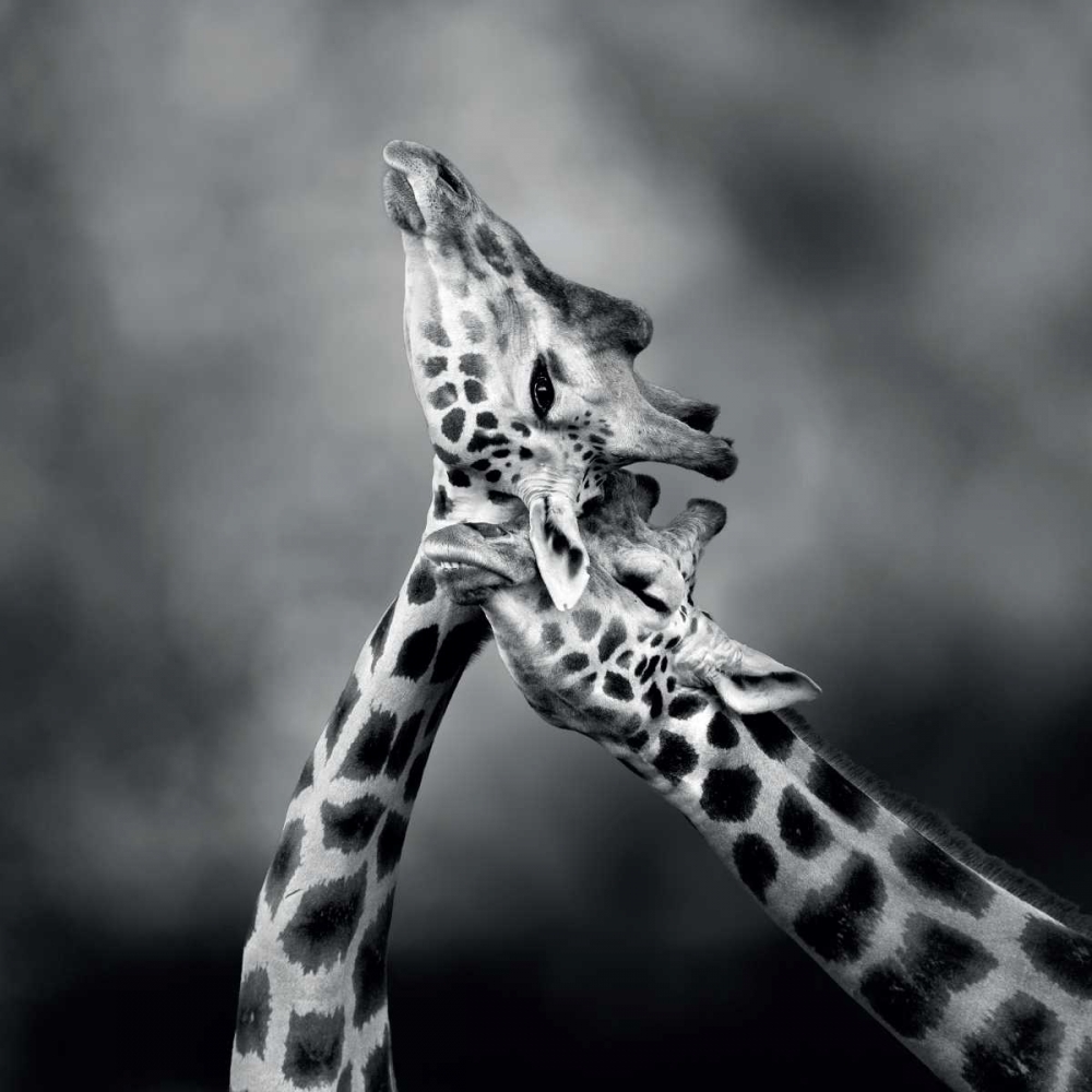 Neck Loving