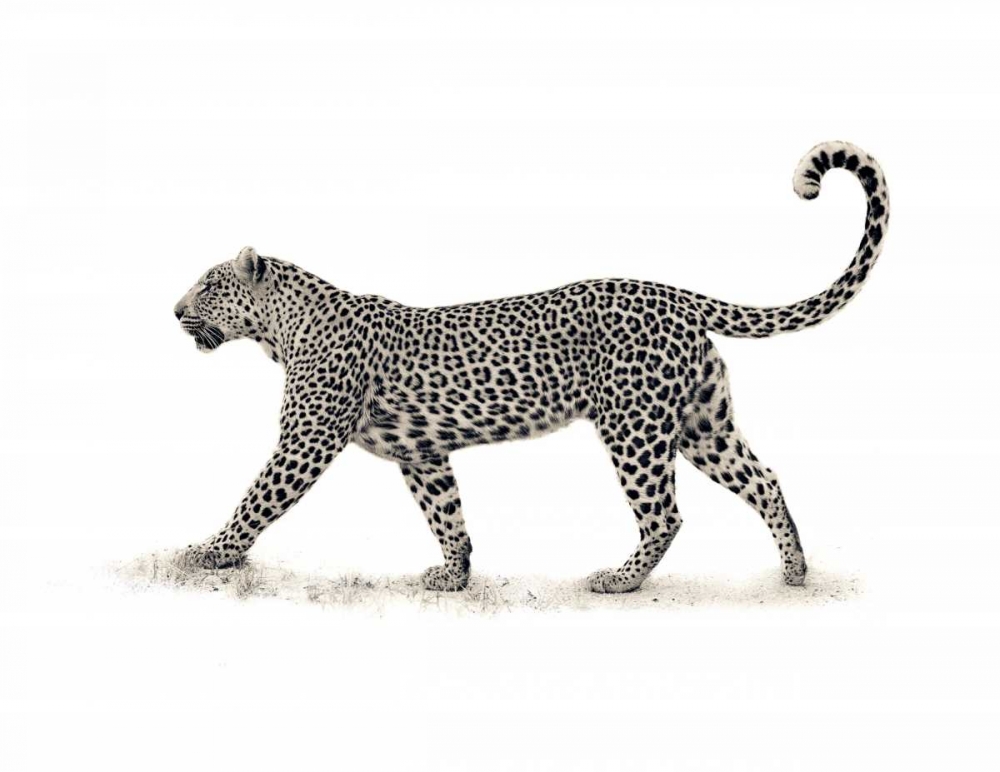 The Leopard